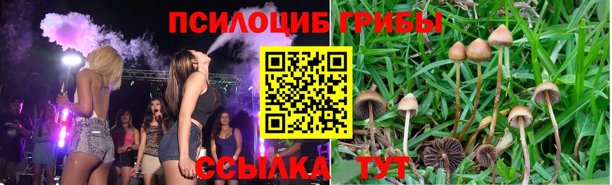 Псилоцибиновые грибы Psilocybe Калач-на-Дону